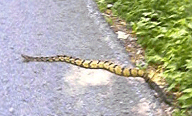 Rattlesnake
